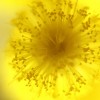 Mimosa-ens