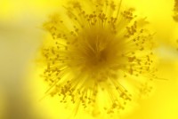 Mimosa-ens