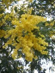450px-Acacia dealbata-1