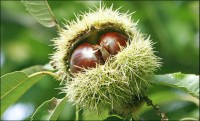 castagne-1