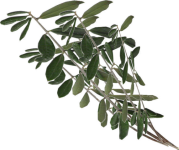 icona domenica_delle_palme