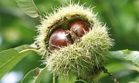 castagne riccio_N