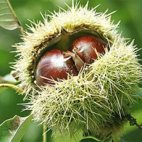 castagne riccio_N