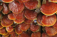 Ganoderma-Lucidum-1