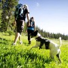 hiking-with-dogs-in-park-city-leash-laws-apply