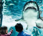 squalo-acquario-cattolica