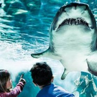 squalo-acquario-cattolica