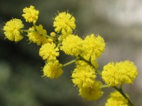 ensalmi