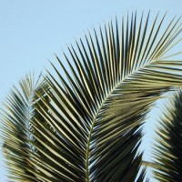 enspalme
