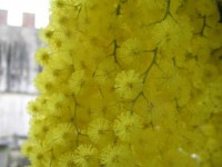 mimosa