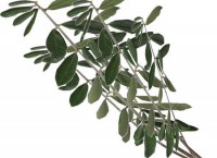 domenica delle_palme1