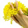 mimosa