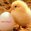 PASQUA