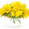 mimosa