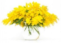 mimosa