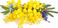 MIMOSA DONNA_copy