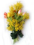 bouquet-mimosa tulipani