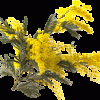 fleur-jaune-mimosa-101009