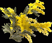 fleur-jaune-mimosa-101009