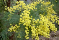mimose