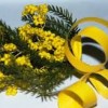 mimosa