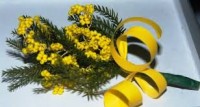 mimosa