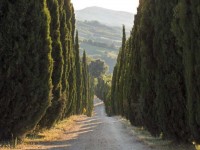 viale-con20cipressi