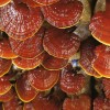 Ganoderma-Lucidum-1