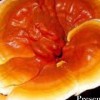 Seminario Ganoderma