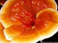 Seminario Ganoderma