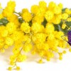 festa della_donna_roccaraso