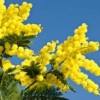 mimosa